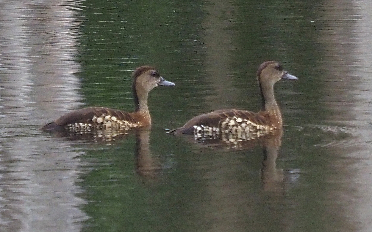 image Spotted Whistling-Duck